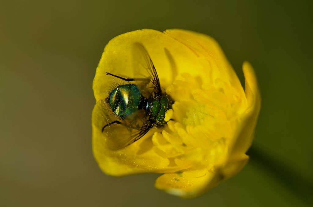 Tachinidae?  No, Lucilia sp. (Calliphoridae)